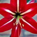 西子湖畔一朵花